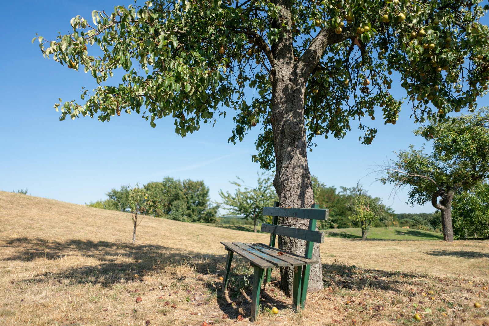 Bank auf dem Buntzelberg