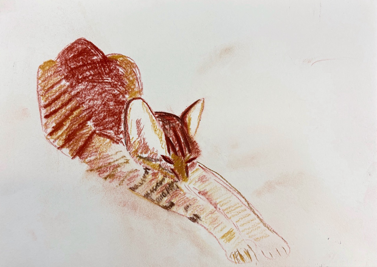 Ashoka Schönig-Jyoti, 2024-Pastellstifte auf Papier, 29,5 x 20,5 cm