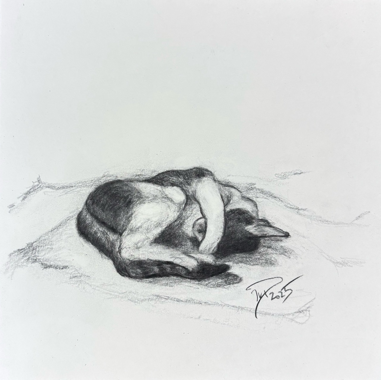 Schlafende Katze, 2025 Bleistift auf Papier 21x 21 cm