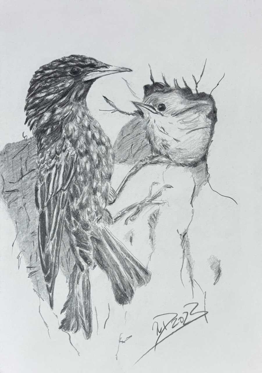 Star bei des Fütterung, 2023 29,7 x 21 cm Bleistift auf Papier